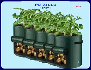 Potatoes-24-9-0