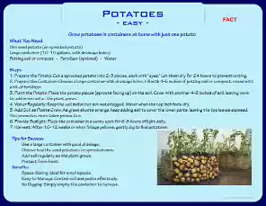 Potatoes-24-9-1