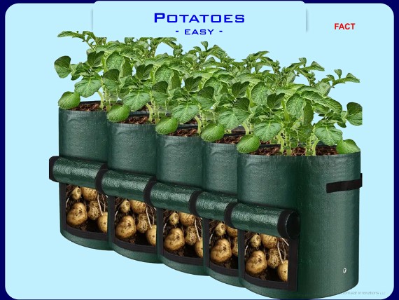 Growing Potatoes