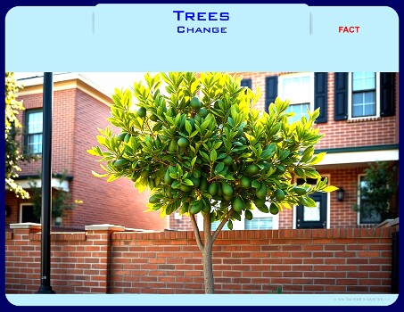 TreesChange-0 null