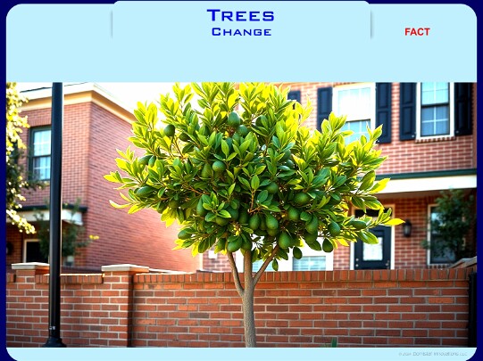 Trees - Jan,2008