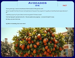 Avocados-1